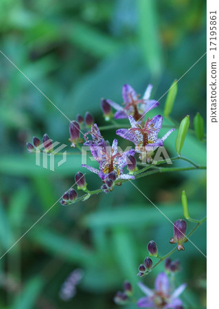 My name is Dorado Grass Hototogisu. My name is Dorado Grass Hototogisu. 17195861