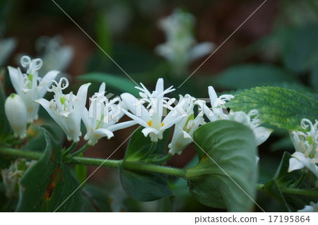 My name is White Morning Glass Shiraishi Hototogisu. 17195864