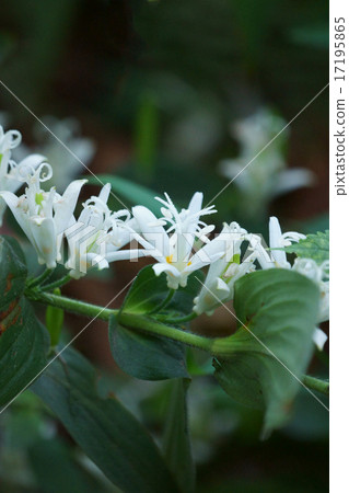 My name is White Morning Glass Shiraishi Hototogisu. My name is White Morning Glass Shiraishi Hototogisu. 17195865