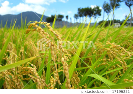 Scenery with rice scoop tree 17196221