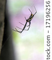 Spider 17196256