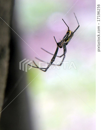 Spider Spider 17196256