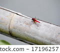 Red dragonfly and bamboo 17196257