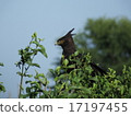 Kenya's Ebosi Kumataka 17197455