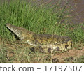 Nile crocodile in Kenya 17197507