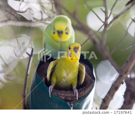 Budgerigars on a nest, the small depth of sharpnes 17197641