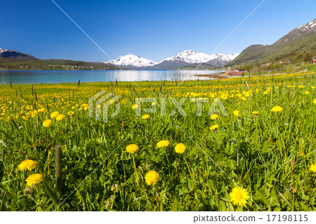 Paradise beach of Lofoten Paradise beach of Lofoten 17198115