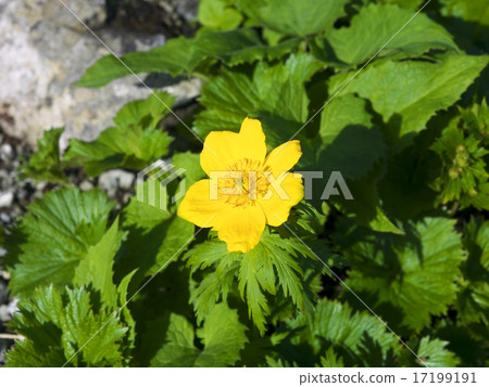 Shinano Kimbai 17199191