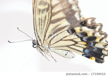 White-tailed white background White-tailed white background 17199410