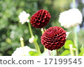 Daria black egg of the Jindai plant park 17199545