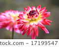 Dalia Beauty in the Jindai Botanical Gardens 17199547