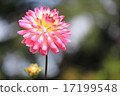 Dalia Beauty in the Jindai Botanical Gardens 17199548