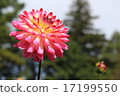 Dalia Beauty in the Jindai Botanical Gardens 17199550