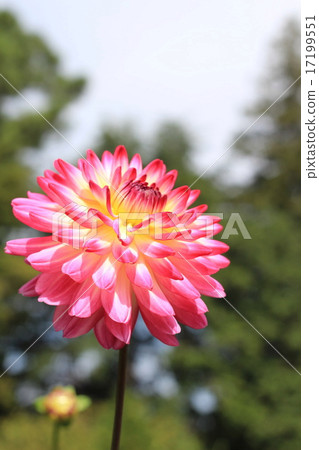 Dalia Beauty in the Jindai Botanical Gardens 17199551