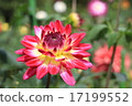 Dalia Beauty in the Jindai Botanical Gardens 17199552
