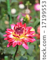 Dalia Beauty in the Jindai Botanical Gardens 17199553