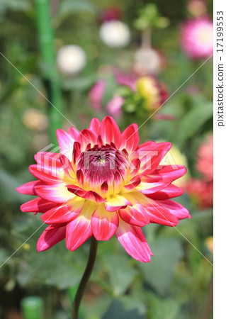 Dalia Beauty in the Jindai Botanical Gardens Dalia Beauty in the Jindai Botanical Gardens 17199553