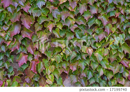 autumn background autumn background 17199740