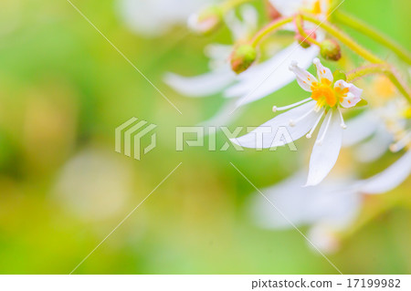 Yukinoshita 17199982