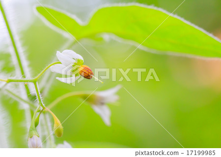 棕色眼睛花 17199985