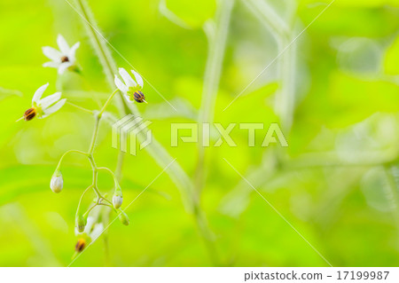 棕色眼睛花 17199987