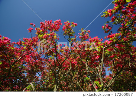 在Komuroyama公園的杜鵑花 17200097