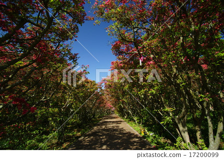 杜鵑花隧道在Komuroyama公園的 17200099