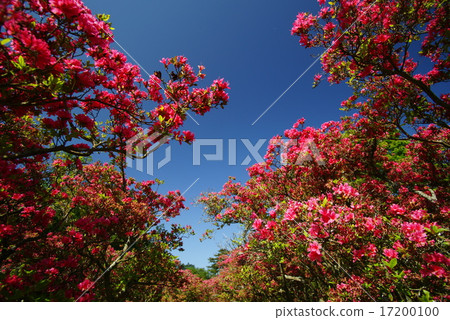 在Komuroyama公園的杜鵑花 17200100