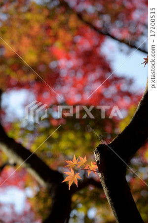 Autumn leaves 1 Autumn leaves 1 17200515