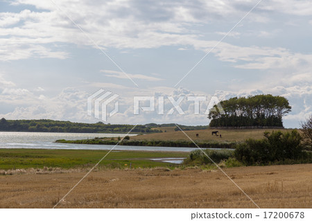 Grove on the island 17200678