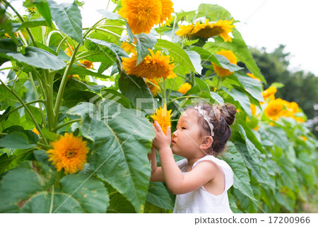 Girl sniffing sunflower fragrance 17200966
