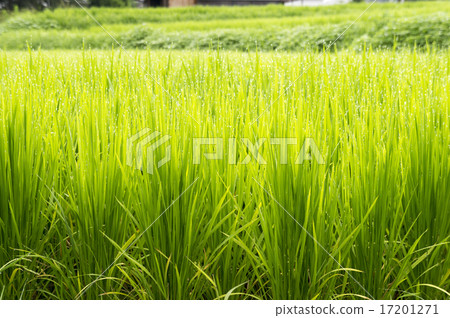 Mizuta Inaho晨露 17201271