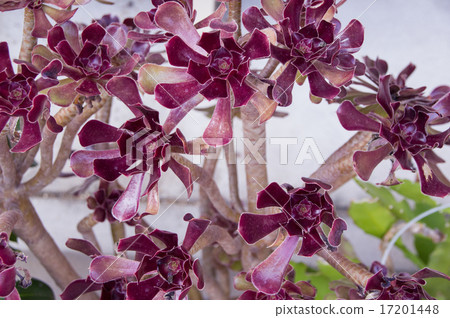 Black lawyer 17201448