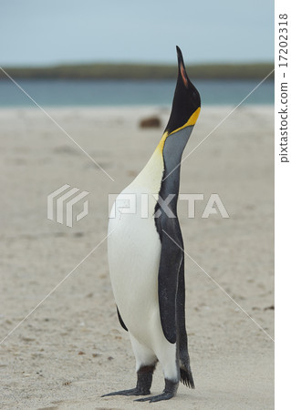 King Penguin Calling 17202318