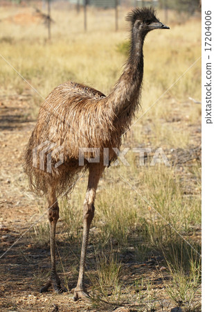 Emu, Australia 17204006