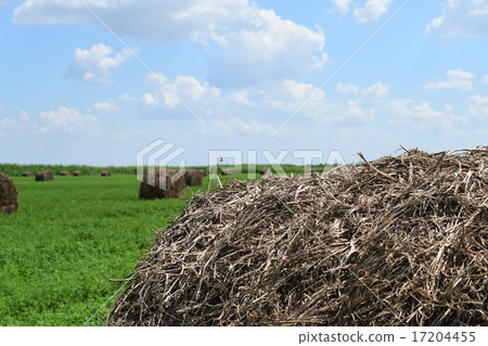 Haystacks in the field 17204455