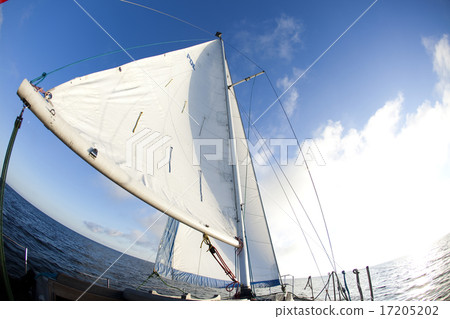Sailing Sailing 17205202