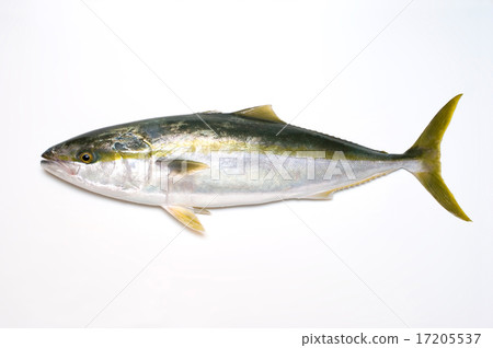小鰤金槍魚 17205537