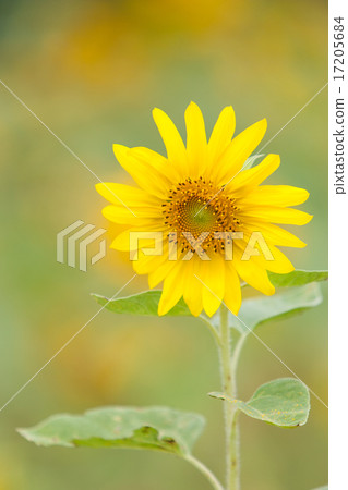 向日葵 向日葵 17205684