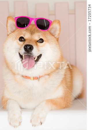 Shiba Inu太陽鏡寵物模型Shiba Inu向日葵 17205734