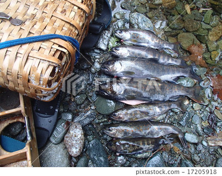 尼子 尼子 17205918