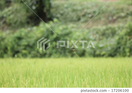 Uzabakitonbo flying, Satoyama's rice field 02 Uzabakitonbo flying, Satoyama's rice field 02 17206100