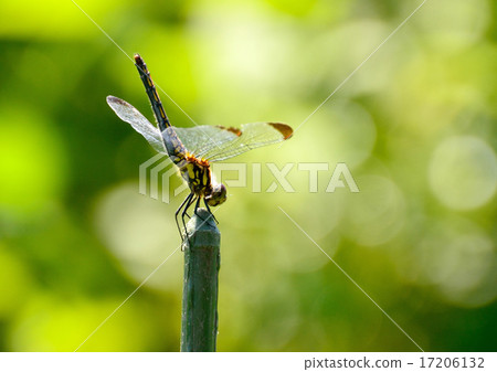 Konoshimetombo is in the fall 17206132