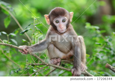 silly albino macaque in Hong Kong silly albino macaque in Hong Kong 17206344