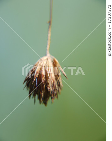 Raccoon Raccoon 17207272