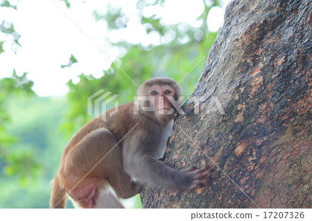 Monkey at golden hill, hong kong Monkey at golden hill, hong kong 17207326
