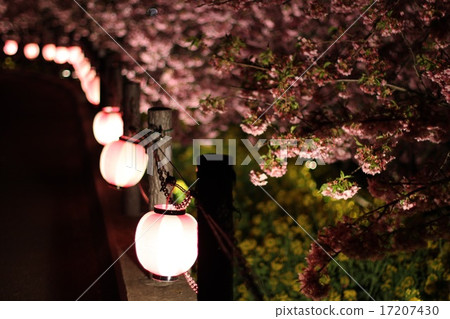 Cherry blossoms at night 17207430