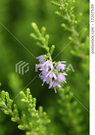 Cute Erika flower 17207589