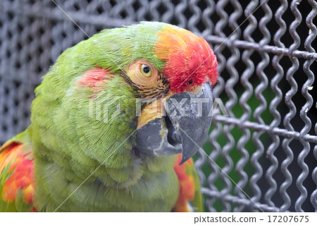 Headshot of Red-fronted macaw parrot 17207675