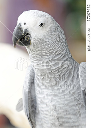 Portrait of African grey parrot 17207682